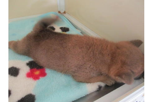 成約済の岡山県の柴犬-109338の2枚目